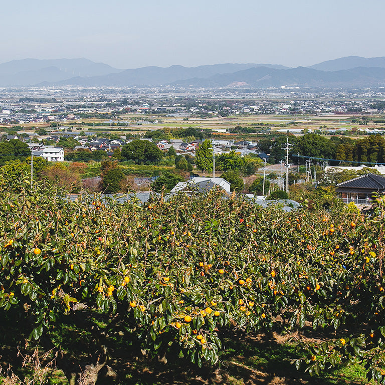 persimmon picking