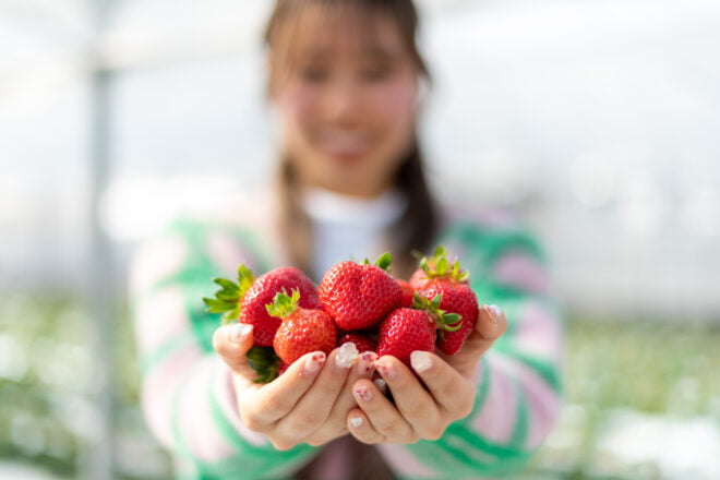 2026年いちご狩り予約開始しました！