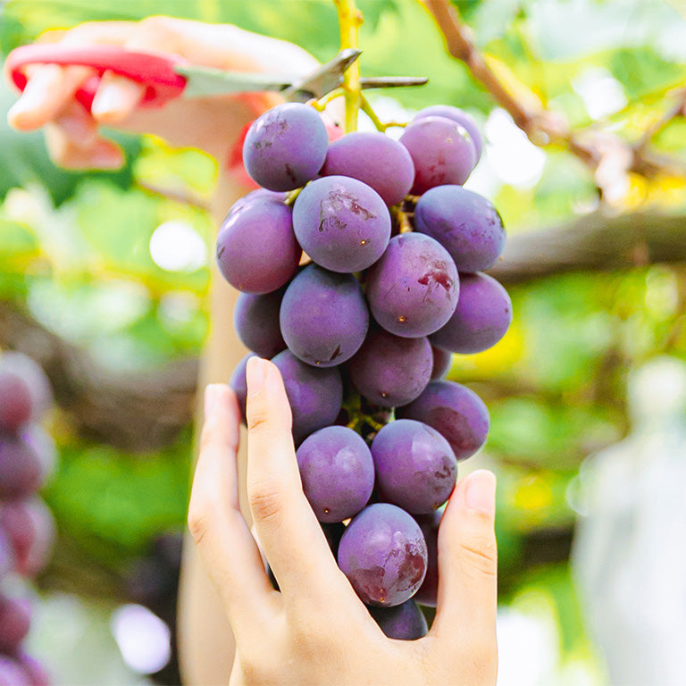 house grape picking