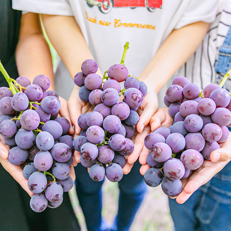 house grape picking