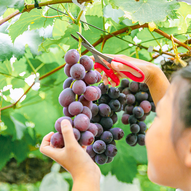 house grape picking