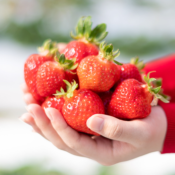 Strawberry picking (January)