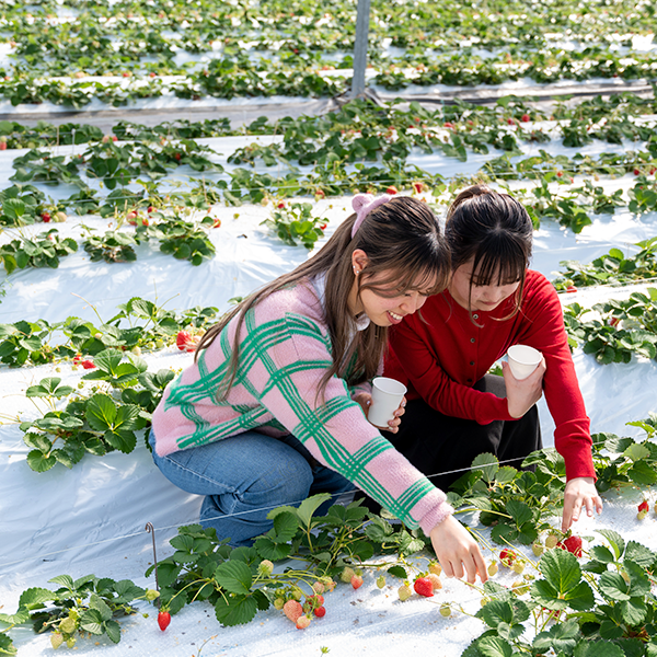 Strawberry picking (January)