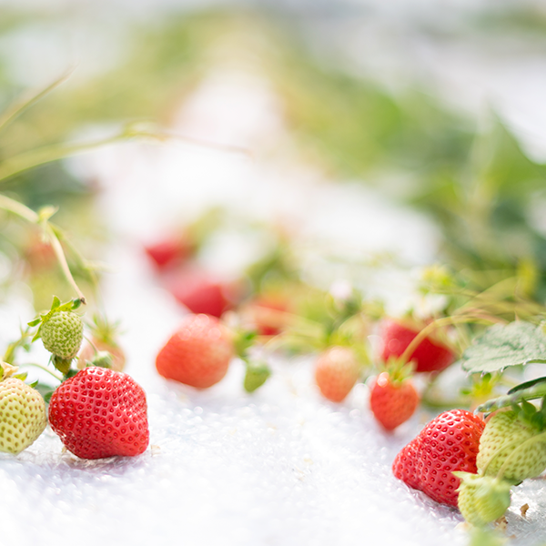 Strawberry picking (January)